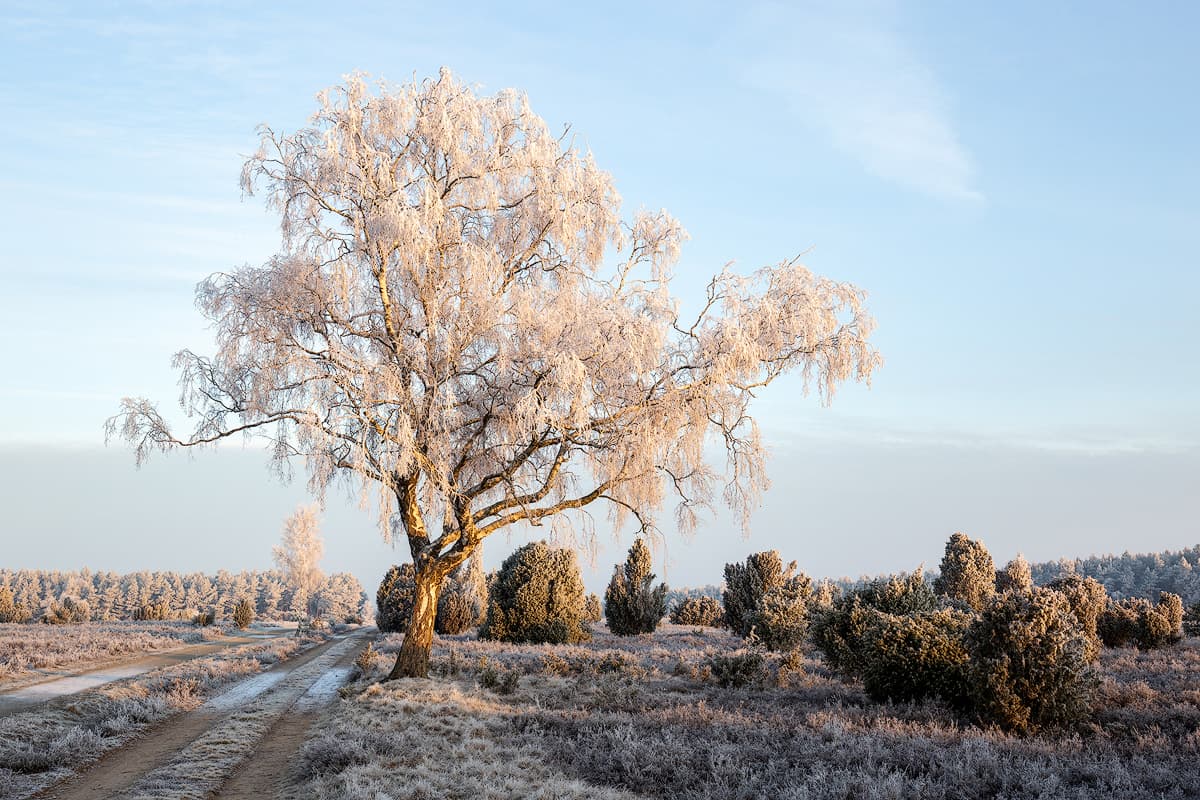 Teufelsheide bei Schmarbeck im Winter in der Lüneburger Heide lädt zum Winterwandern ein