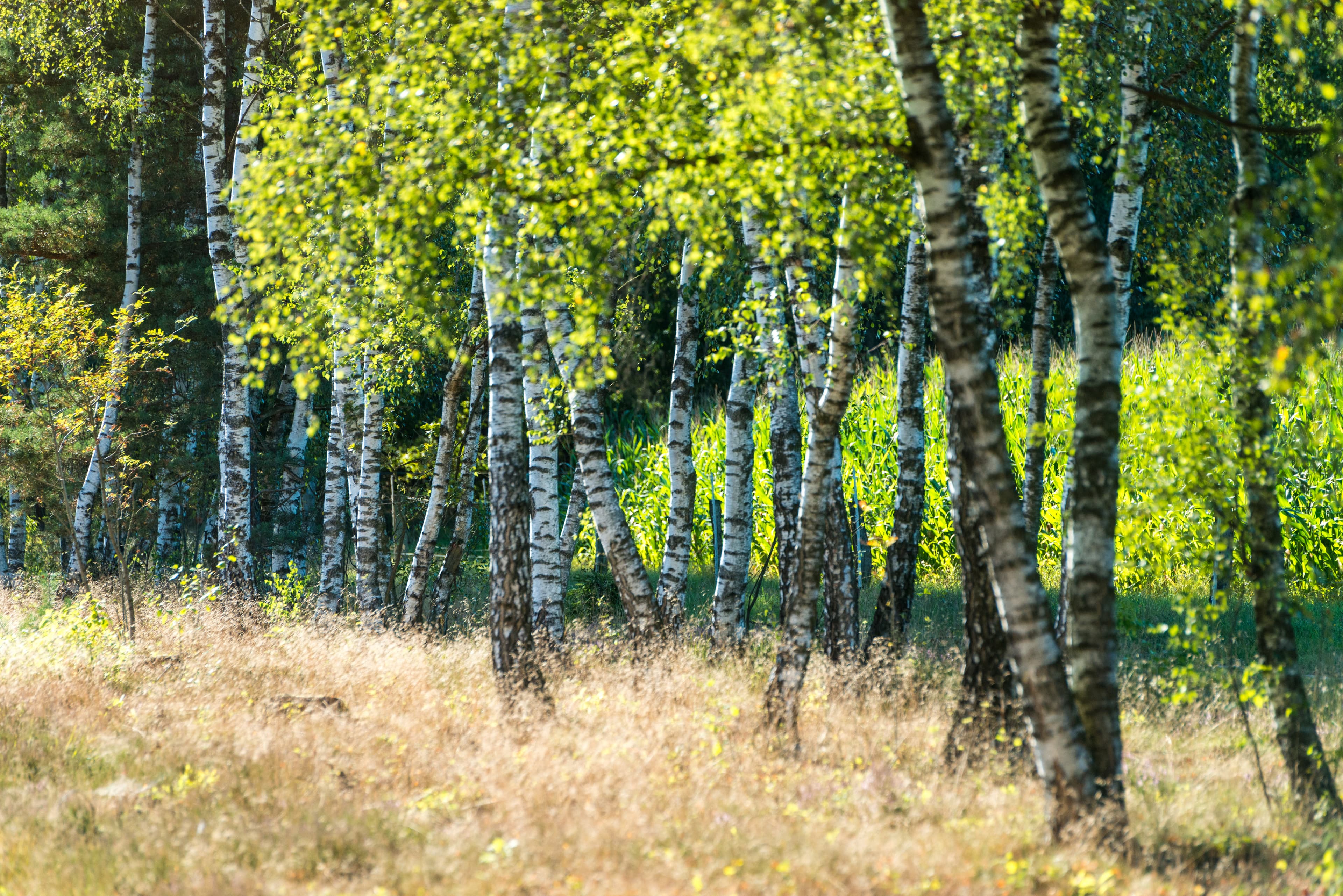 Frühling auf dem Heidschnuckenweg in der Lüneburger Heide