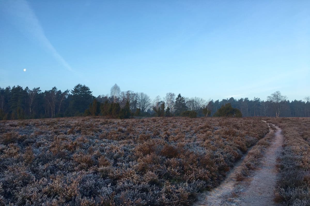 Wietzer Berg bei Müden (Örtze)