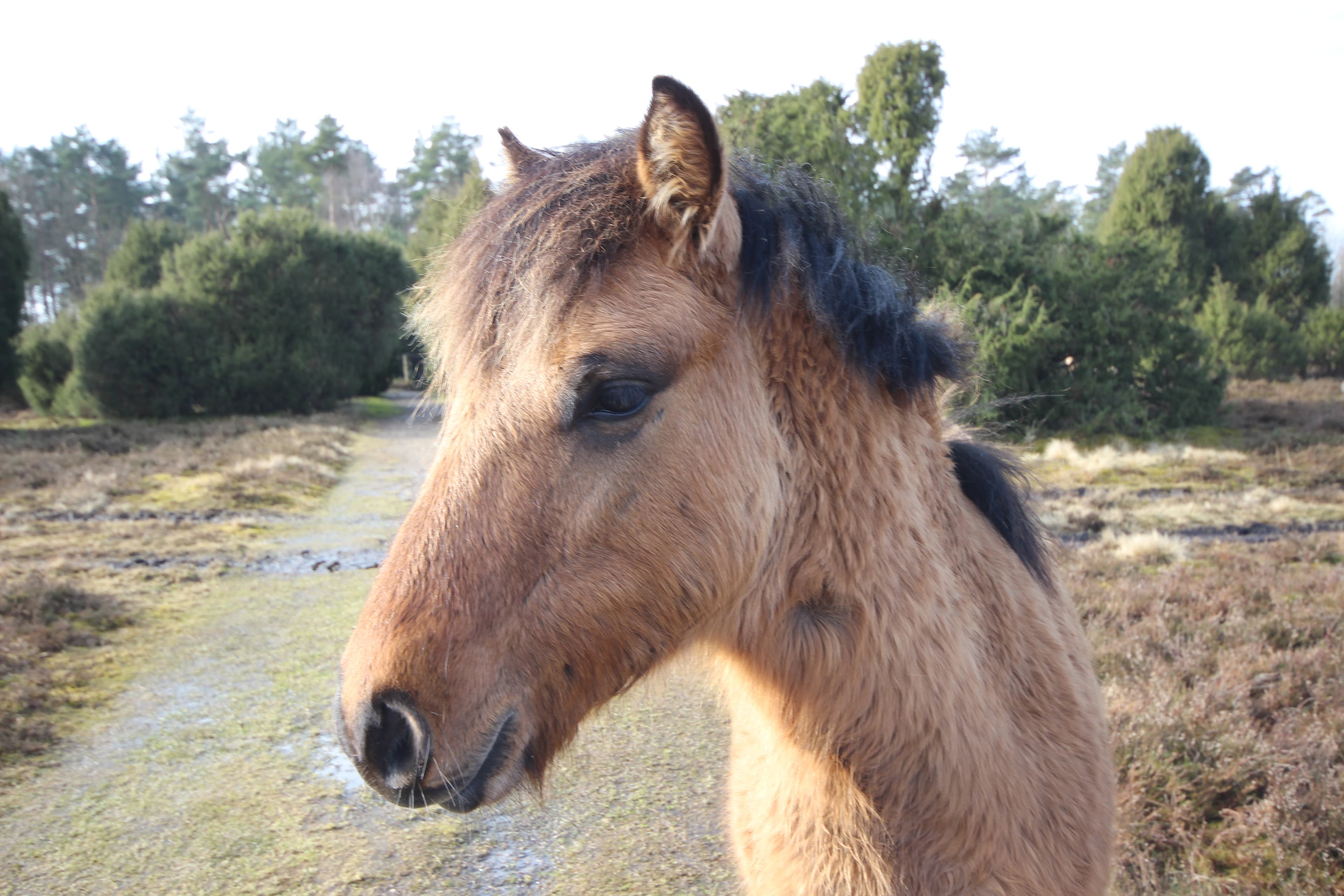 Dülmener Pferde im Radenbachtal bei Undeloh