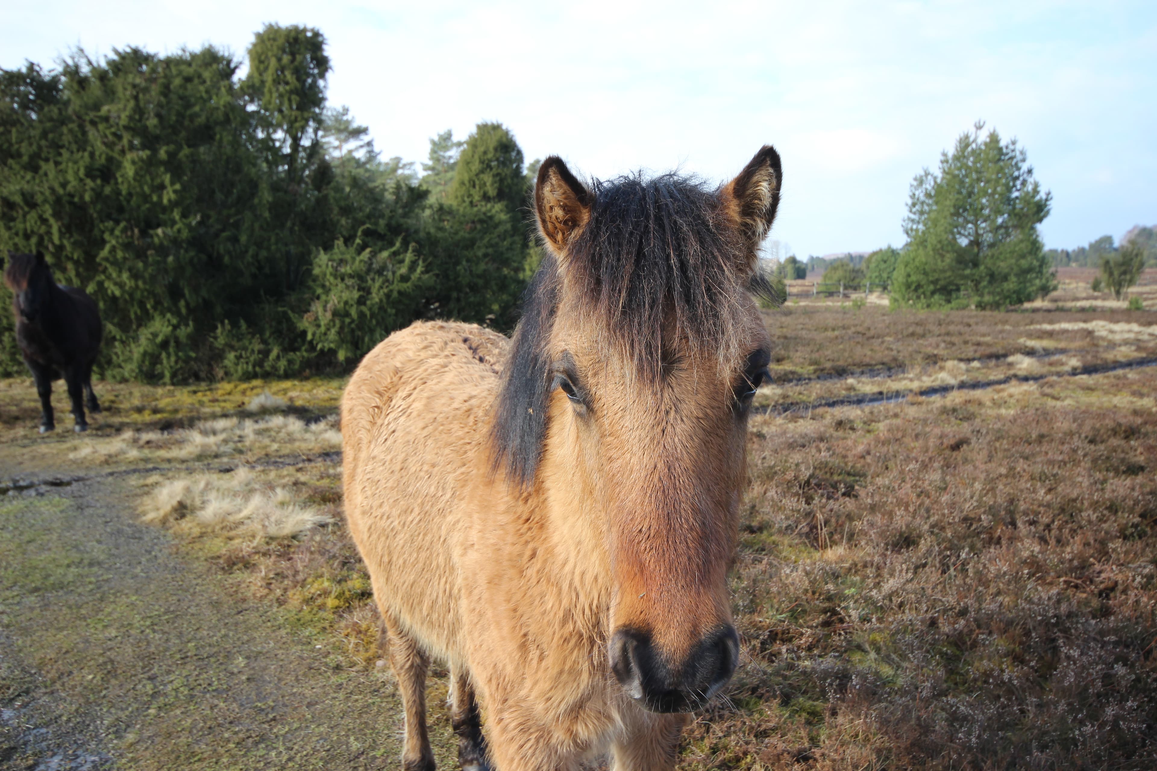 Dülmener Pferde im Radenbachtal bei Undeloh