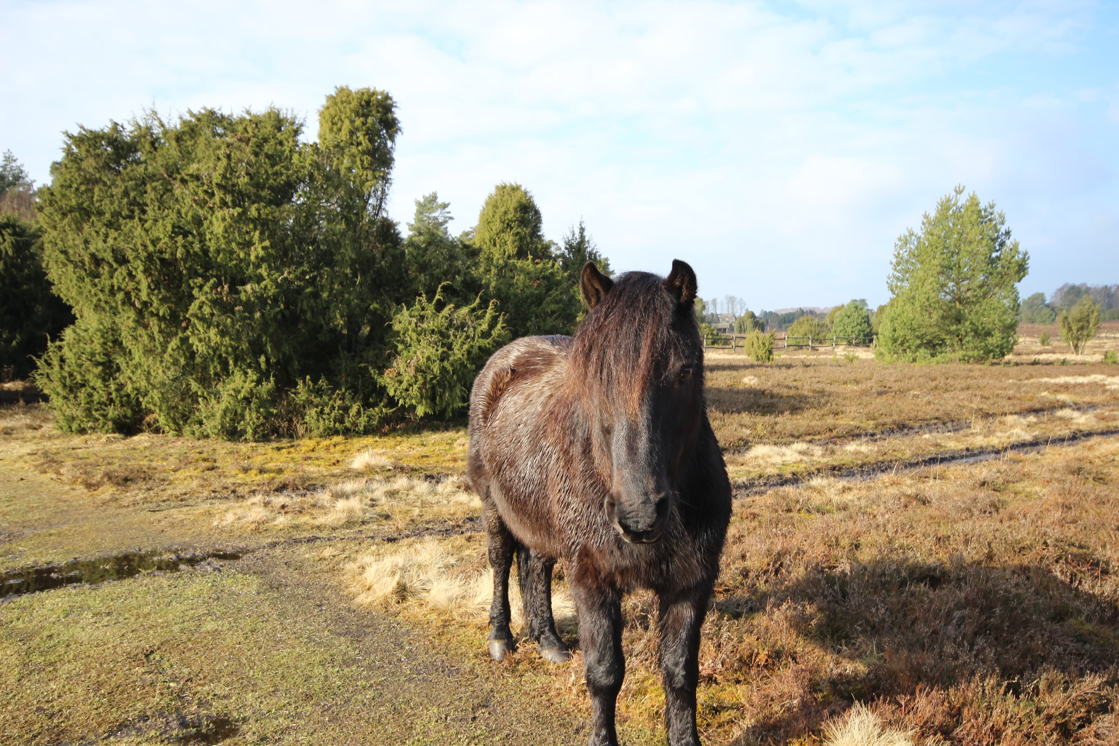Dülmener Pferde im Radenbachtal bei Undeloh