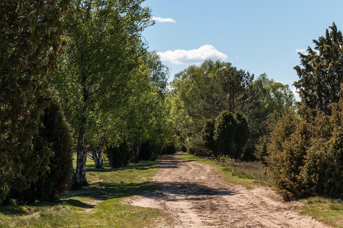 Wanderweg durch die Oberoher Heide in der Lüneburger Heide als Ausflugsziel im Frühling