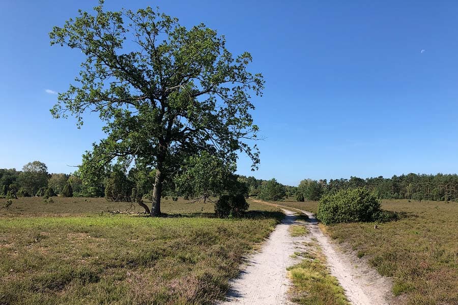Wandern im Frühling in der Südheide in der Lüneburger Heide am Heidschnuckenweg