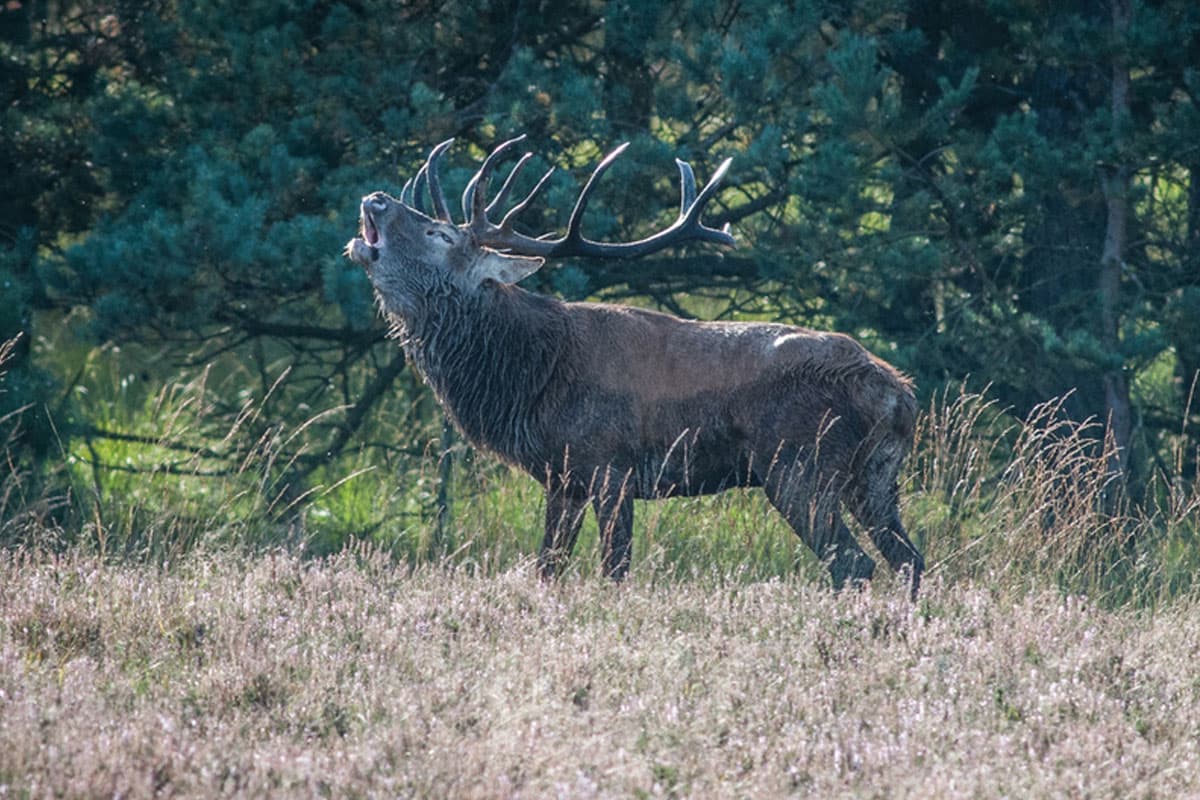 hirsch brunft im lüneburger heide herbst