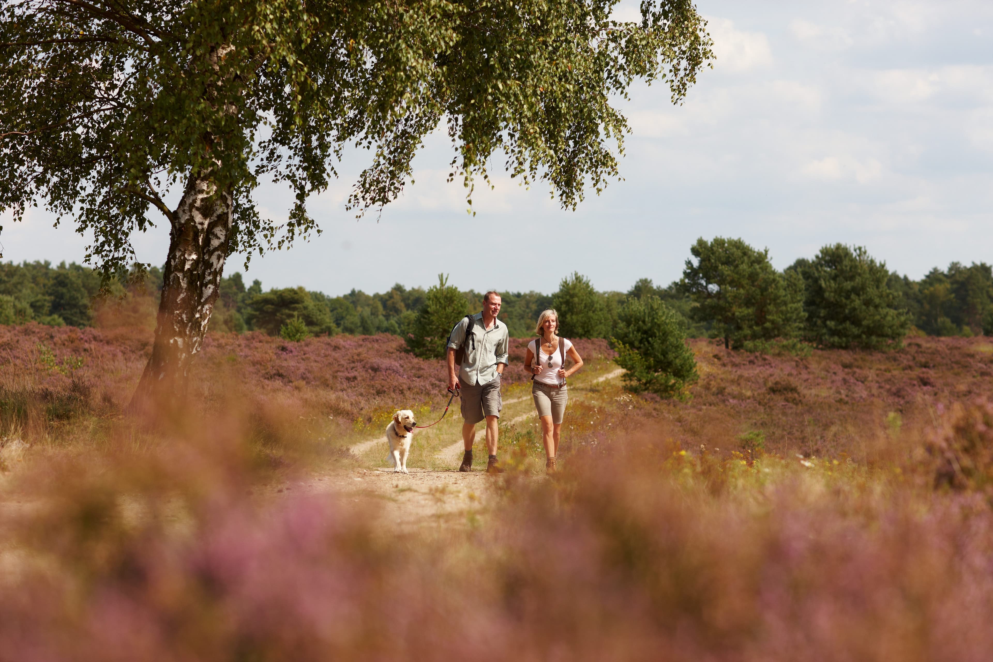 Wandern in der Osterheide Schneverdingen Heide Heidschnuckenweg