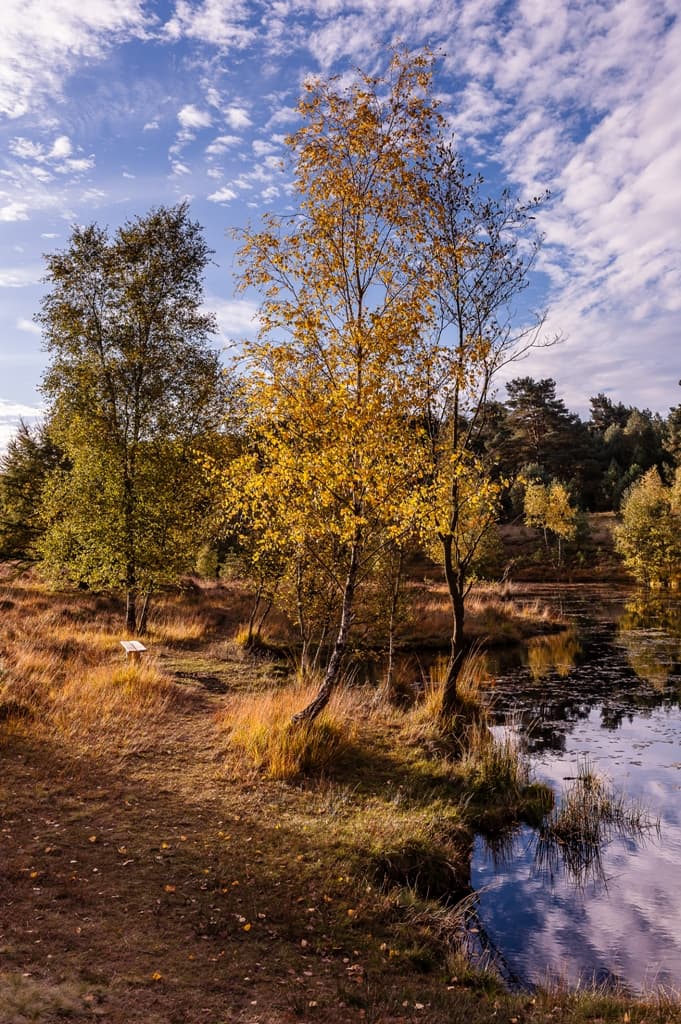 Pastorenteiche in Wesel Herbst