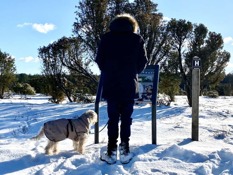 Infotafeln im Wacholderwald Schmarbeck Südheide im Schnee am Heidschnuckenweg