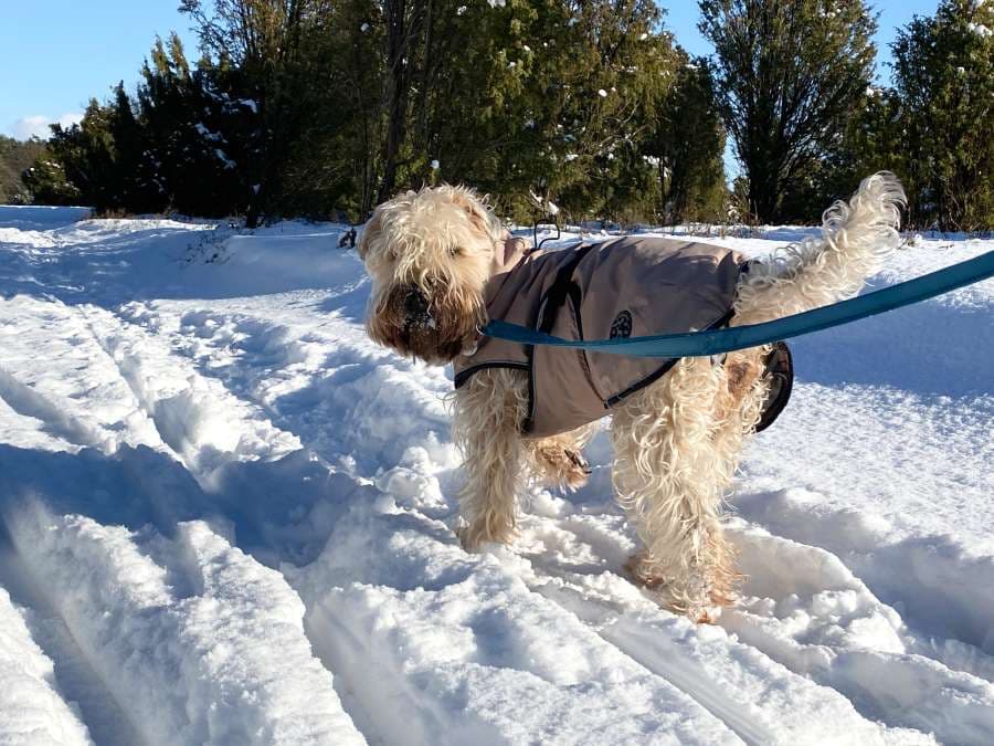 Hund auf dem Heidschuckenweg im Wacholderwald Schmarbeck Südheide im Schnee Winterwunderland