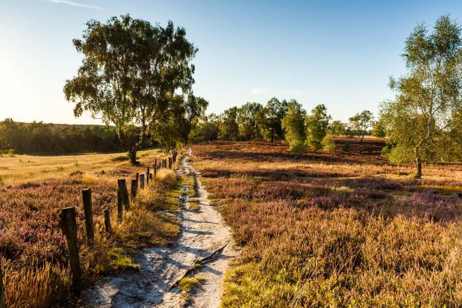 Fischbeker Heide Heideschleife Rundwanderweg