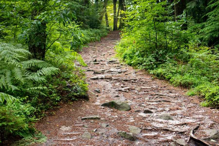 Heideschleife Schwarze Berge Rosengarten Rundwanderweg NordheideHeideschleife Schwarze Berge Rosengarten circular hiking trail NordheideHeideschleife Schwarze Berge Rosengarten cirkulær vandresti NordheideHeideschleife Schwarze Berge Rosengarten rondwandeling Nordheide
