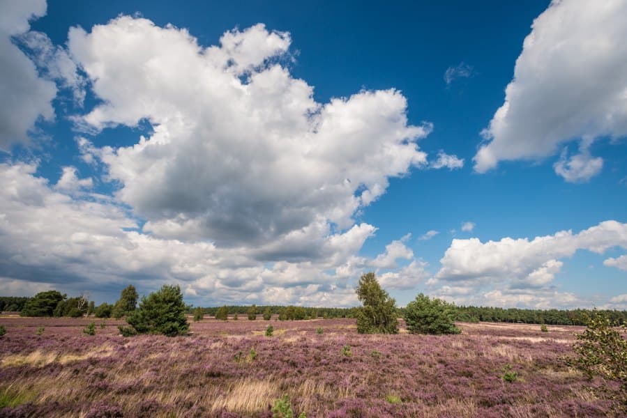 Heideschleife Weseler Heide Rundwanderweg Undeloh Heath loop Weseler Heide circular hiking trail UndelohHedesløjfe Weseler Heide cirkulær vandresti UndelohHeide rondwandeling Weseler Heide rondwandeling Undeloh