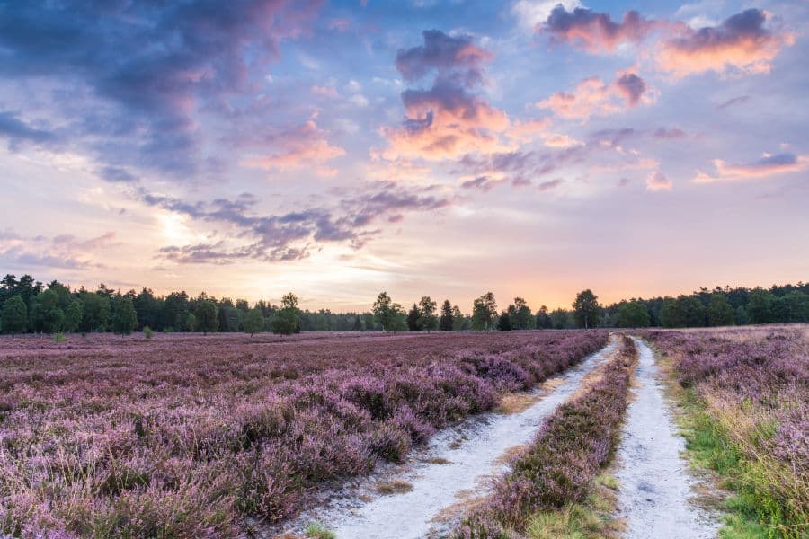 Töps Heide Hanstedt Heideschleife Rundwanderweg NordheideTöps Heide Hanstedt Heideschleife circular hiking trail NordheideTöps Heide Hanstedt Heideschleife cirkulær vandresti NordheideTöps Heide Hanstedt Heideschleife rondwandelroute Nordheide