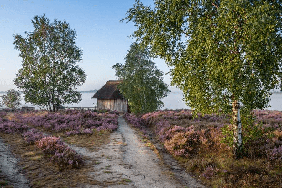 Heideschleife Tütsberg wandern Rundwanderweg Alfred Toepfer BlickHeideschleife Tütsberg hike circular hiking trail Alfred Toepfer viewHeideschleife Tütsberg vandresløjfe Alfred Toepfer viewHeideschleife Tütsberg rondwandeling Alfred Toepfer uitzicht