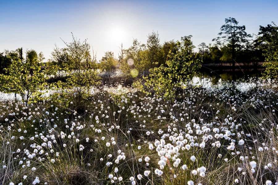 Wollgrasblüte im mai im pietzmoor Schneverdingen Cotton grass flowering in may in the pietzmoor SchneverdingenBomuldsgræs blomstrer i maj i pietzmoor SchneverdingenKatoengras bloeit in mei in het pietzmoor Schneverdingen